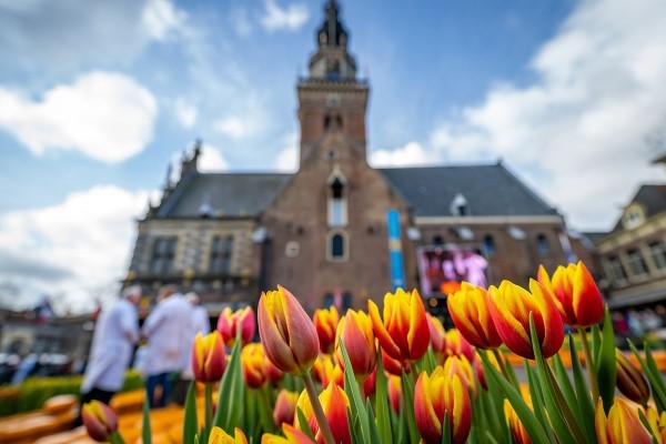 20.000 tulpen en 30.000 kilo kaas